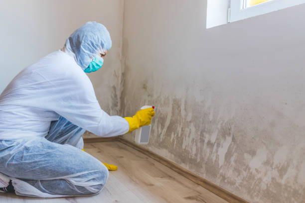 Licensed Mold Removal service in Wrightsville, GA - WQB Mold Removal